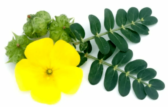 Tribulus creeping as part of the Insumed